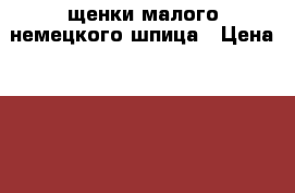 щенки малого немецкого шпица › Цена ­ 15 000 - Кировская обл., Киров г. Животные и растения » Собаки   . Кировская обл.,Киров г.